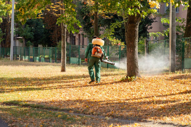 Best Wasp Removal Services  in Kahoka, MO