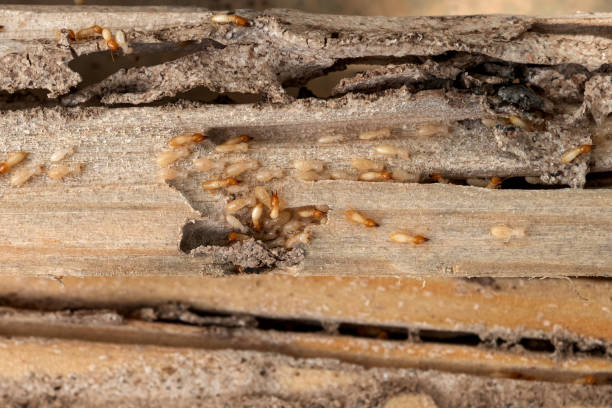 Flea Control Services in Kahoka, MO