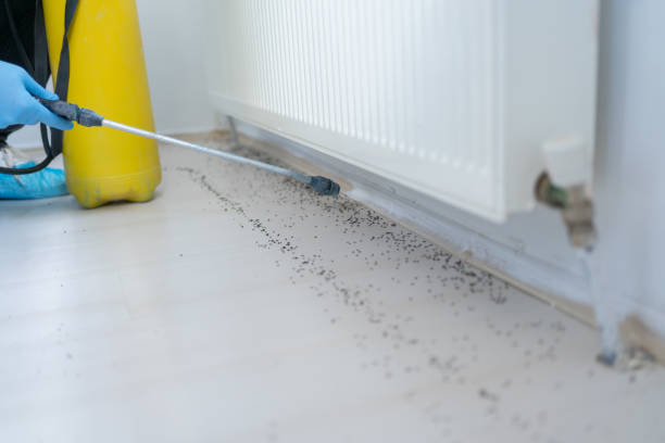 Best Pest Removal Services  in Kahoka, MO